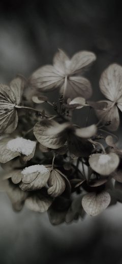 mk12-snow-flower-winter-bokeh-dark-nature
