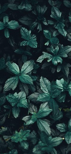 nz15-leaf-summer-dark-tree-nature-green